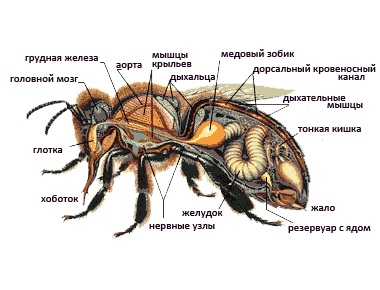 Lecke - Case „csíkos asszisztens - Bee” - portált a modern nőknek (tucat esetben lehetővé teszi) Lecke - Case
