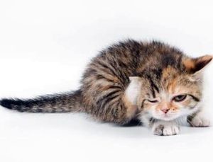 Urechea acuta la pisici si pisici, simptome, tratament, prevenirea otodectozei, fotografie