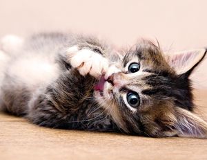 Fül atkák és macskáknál kiscicák okoz, tünetei, kezelés, megelőzés otodektoza, fotók