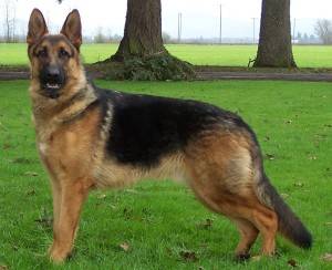 Dragă Shepherd german