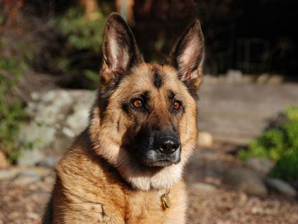 Dragă Shepherd german