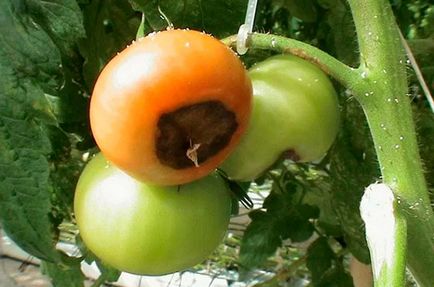 Verde rot în tratarea și prevenirea tomatelor