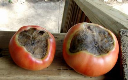 Verde rot în tratarea și prevenirea tomatelor