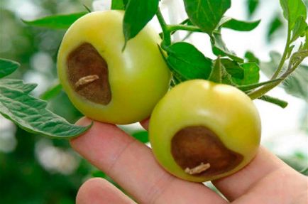 Verde rot în tratarea și prevenirea tomatelor