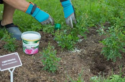 Horticultură herald - pokon - în grădina de trandafiri a principalei grădini botanice a rănilor