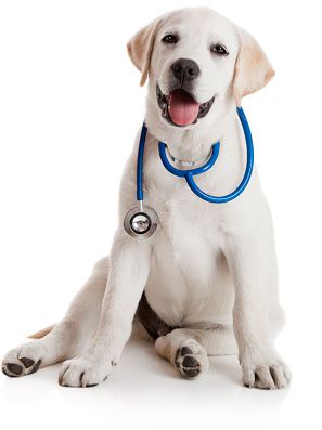 Clinica veterinară va dovedi regiunea St Petersburg și Leningrad