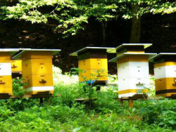 Norme sanitare veterinare pentru păstrarea albinelor în zonele și gospodăriile casnice