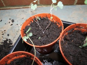 Növekvő magokból aquilegia, példakénti Manor