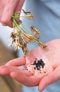 Növekvő magokból aquilegia, példakénti Manor