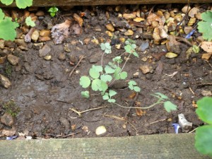 Növekvő magokból aquilegia, példakénti Manor