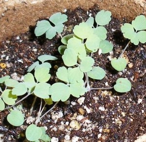 Növekvő magokból aquilegia, példakénti Manor