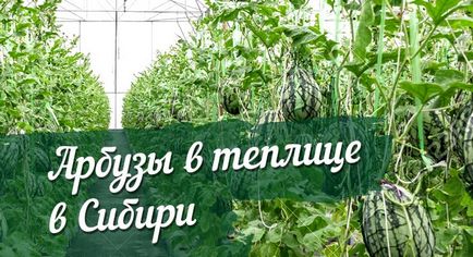 Cultivarea pepeni verzi în Siberia într-o seră