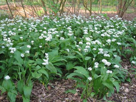 Cultivarea usturoiului sălbatic pe teren de la plantare până la recoltare