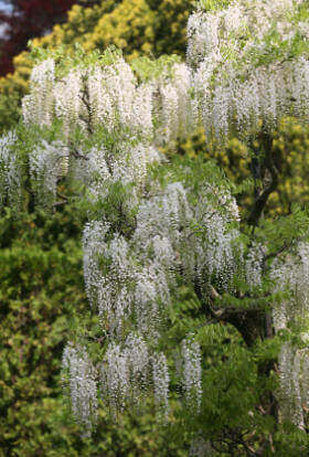 növekvő Wisteria