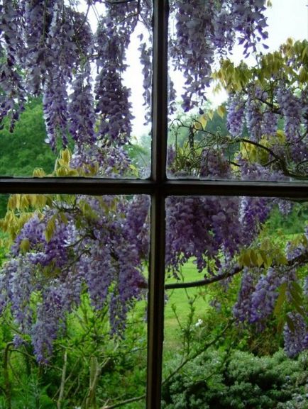 Növekvő lila akác - és gondozó növények, extra dizájn ötletek és tippek az otthoni és kerti