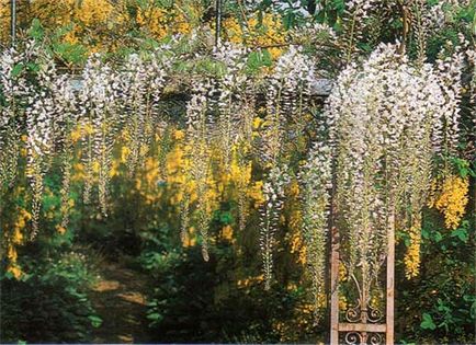 Cultivarea wisteria - și îngrijirea plantei, idei de design suburbane și sfaturi pentru casă și dăruire