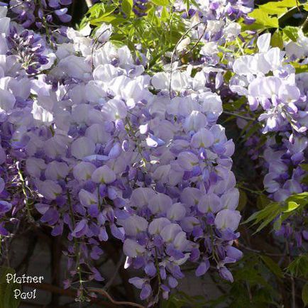 Növekvő lila akác - és gondozó növények, extra dizájn ötletek és tippek az otthoni és kerti
