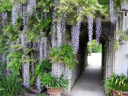 Cultivarea wisteria - și îngrijirea plantei, idei de design suburbane și sfaturi pentru casă și dăruire