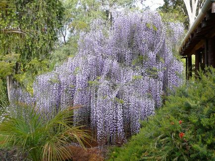 Cultivarea wisteria - și îngrijirea plantei, idei de design suburbane și sfaturi pentru casă și dăruire