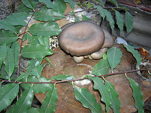 Cuburi de ciuperci de ciuperci de creștere pe ciuperci de copac (cânepă)