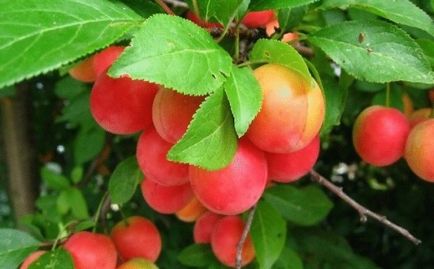 Cultivarea cireșelor și a prunelor din fructe de piatră