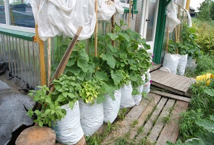 Cultivarea castravetilor in saci pas cu pas - de la plantare la recoltare