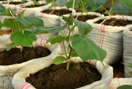 Cultivarea castravetilor in saci pas cu pas - de la plantare la recoltare