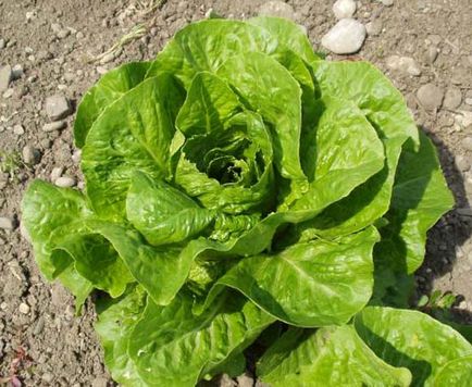 Вирощування салату ромен