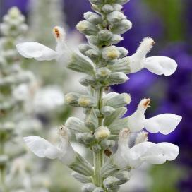 Cultivarea Salvia