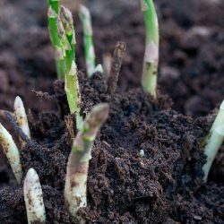 Вирощування спаржі з насіння на дачі в теплиці як вирощувати правильно, фото - eтепліца