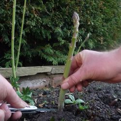 Вирощування спаржі з насіння на дачі в теплиці як вирощувати правильно, фото - eтепліца