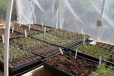 Creșterea sparanghelului din semințe în casă în seră cum să crească în mod corespunzător, foto - eetplitsa