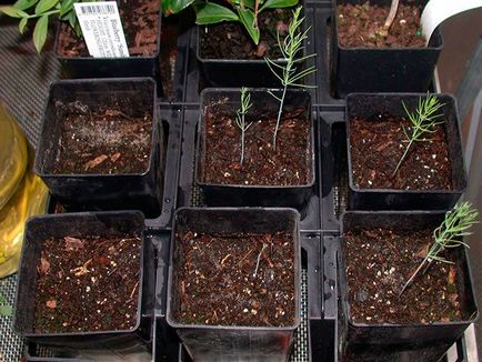 Creșterea sparanghelului din semințe în casă în seră cum să crească în mod corespunzător, foto - eetplitsa