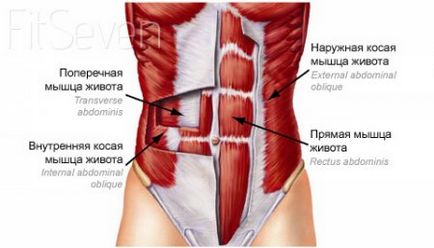 Exerciții interne de mușchi abdominali pentru presa de pe bara orizontală