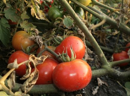 Totul despre tomate târziu și tratament, un fermier pentru o notă
