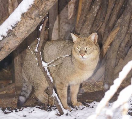 Wwf a vorbit despre cât de multe feline sălbatice trăiesc pe teritoriul Rusiei