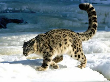 Wwf a vorbit despre cât de multe feline sălbatice trăiesc pe teritoriul Rusiei