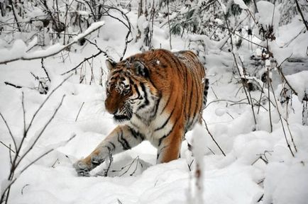 Wwf a vorbit despre cât de multe feline sălbatice trăiesc pe teritoriul Rusiei