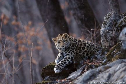 Wwf розповів про те, скільки диких котячих живуть на українській території