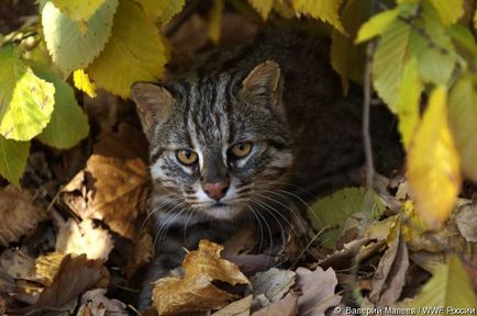 Wwf розповів про те, скільки диких котячих живуть на українській території