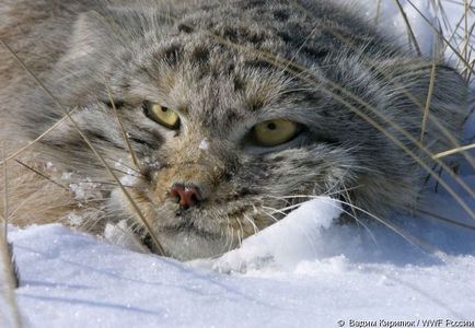 Wwf розповів про те, скільки диких котячих живуть на українській території