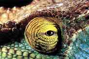 Chameleonii în casa cameleonilor conțin cameleonii hrană, reproducere, nutriție, obiceiuri, comportament