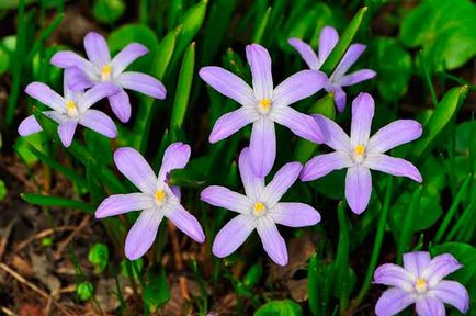 Plantarea și îngrijirea plantelor, specie și soiuri, fotografie