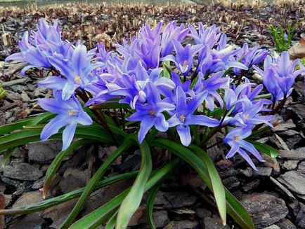 Plantarea și îngrijirea plantelor, specie și soiuri, fotografie