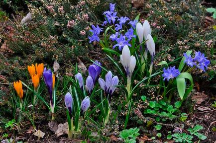 Plantarea și îngrijirea plantelor, specie și soiuri, fotografie