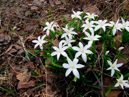 Plantarea și îngrijirea plantelor, specie și soiuri, fotografie