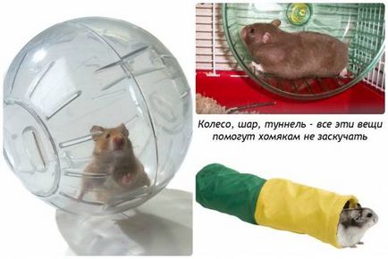 Hamsterii au grijă de ei (hamsteri) Hamsterii au grijă de ei