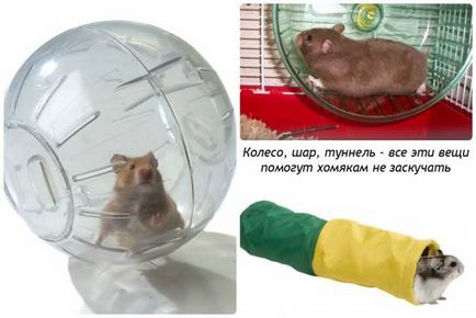 Hamsterii au grijă de ei