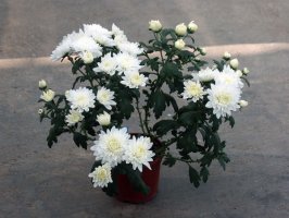 Хризантема кімнатна chrysanthemum - квітковий портал ваш сад!