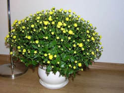 Хризантема кімнатна chrysanthemum - квітковий портал ваш сад!